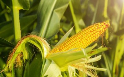 Beneficios del maíz para la salud